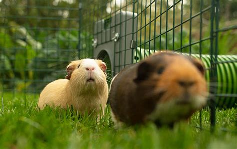 The nutritional requirements for guinea pigs used for breeding and scientific research is very different than the needs for our house pet guinea pig. Guinea Pig Cage Size Guide - What are the requirements?