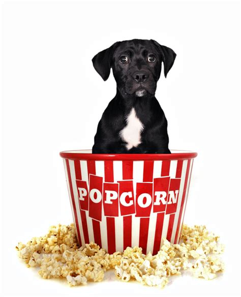 Can Dogs Eat Popcorn Dog Breeders Guide