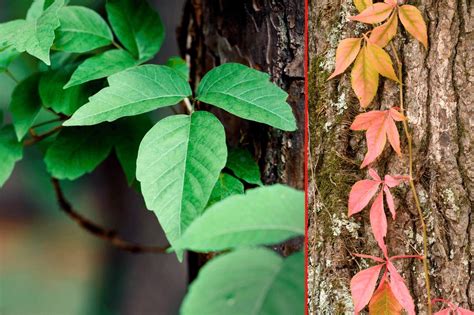 5 Poisonous Plants To Avoid While Hiking In Tennessee Critterfacts
