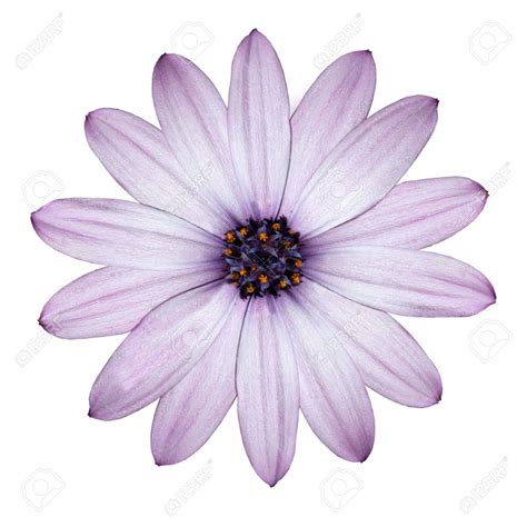 Hoontoidly Single Flower White Background No Watermark Images