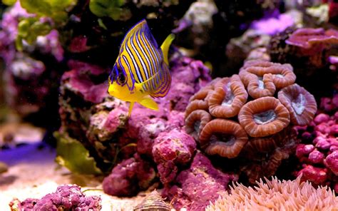 Most Beautiful Colorful Fish Hd Pictures Exotic Collection