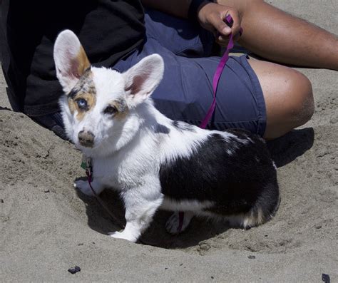 Dog Of The Day Particolor Corgi The Dogs Of San Francisco