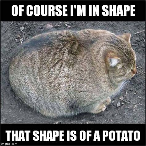 Potato Shaped Cat Imgflip