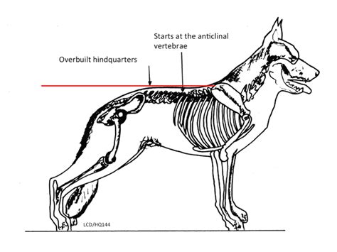 Dog Anatomy Drawing Free Download On Clipartmag