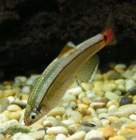 These minnows are wonderful beginner fish. White Cloud Mountain Minnow - Ornamental Aquarium Fish