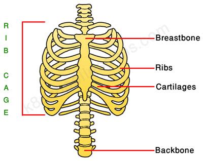 The primary responsibilities of the ribcage involve protecting the thoracic visceral organs, enclosing the thoracic visceral organs, and is included in the general mechanics of the process of this diagram with labels depicts and explains the details of rib cage anatomy. Human Skeleton for Kids | Skeletal System | Human Body Facts