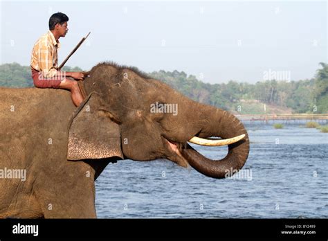 Elefante En Kerala Fotografías E Imágenes De Alta Resolución Alamy