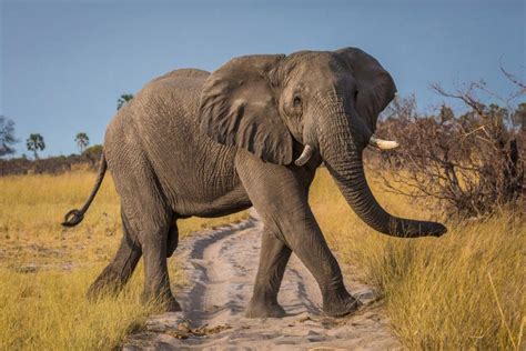 Top 10 Facts About Elephants Wwf