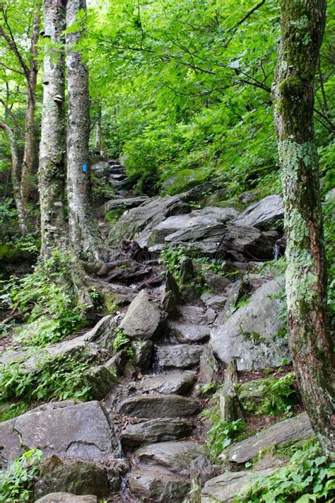 Forest Stone Steps Trail Upwards Stock Photo Image Of Moss Outdoors