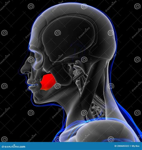 Buccinator Muscle Anatomy For Medical Concept 3d Stock Illustration