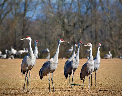 Our 2020 festival was virtual, featuring videos about a variety of topics by a range of people. Tennessee Sandhill Crane Festival-January 19 2019 | Deer ...