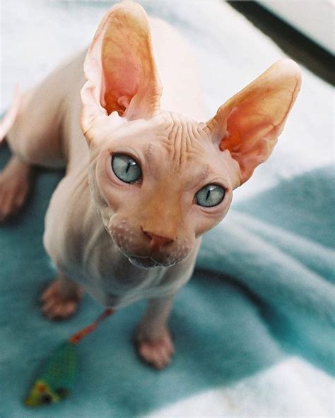 Cat Breed That Looks Like An Alien Cat Meme Stock Pictures And Photos