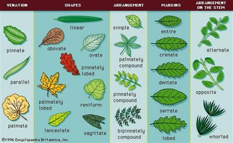 Alternate Leaf Arrangement Plant Anatomy