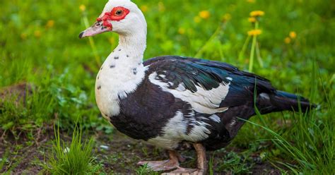 Female Muscovy Ducks Male Vs Female Identification Birdfact
