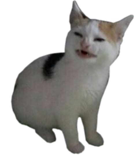 Funniest warrior cat animationsrave cats • 1 млн просмотровв эфире12:08плейлист ()микс (50+). Memes where I made the background transparent for some ...
