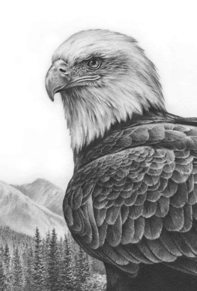 Pencil Art Gallery Eagles Bald Eagle Drawings Pencil Drawings Of