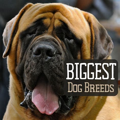 Top 10 Largest Dog Breeds In The World Youtube Photos