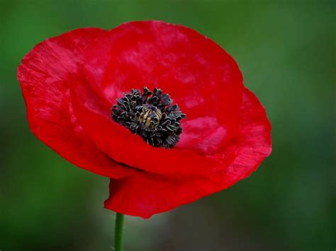 Poppy