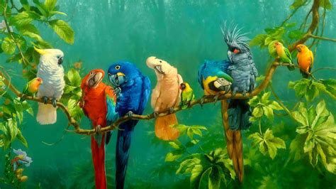 Birds 4k Wallpaper Beautiful Macaw Parrot Wallpaper P