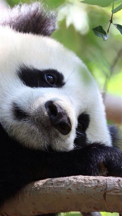 Lovely Panda Bear Cute Panda Panda