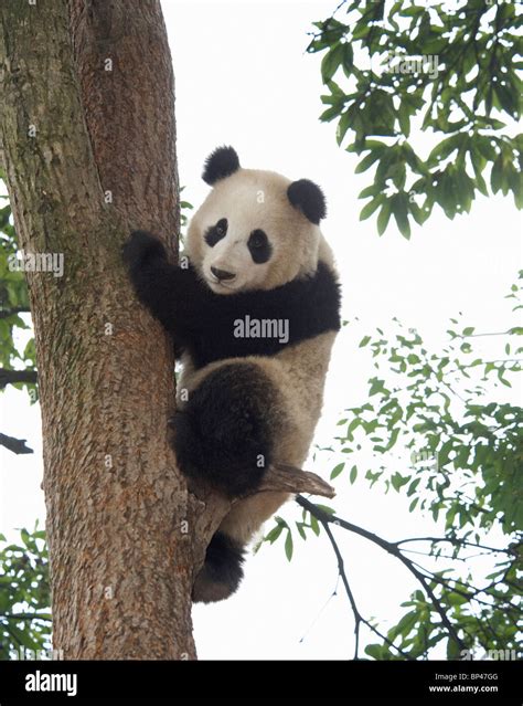 Giant Panda Climbing Down Tree Panda Breeding Centre Yaan Sichuan
