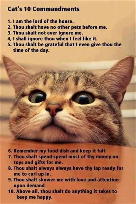 Funny Animal Pictures Of The Day 20 Pics Cats Cat Jokes Funny Cat
