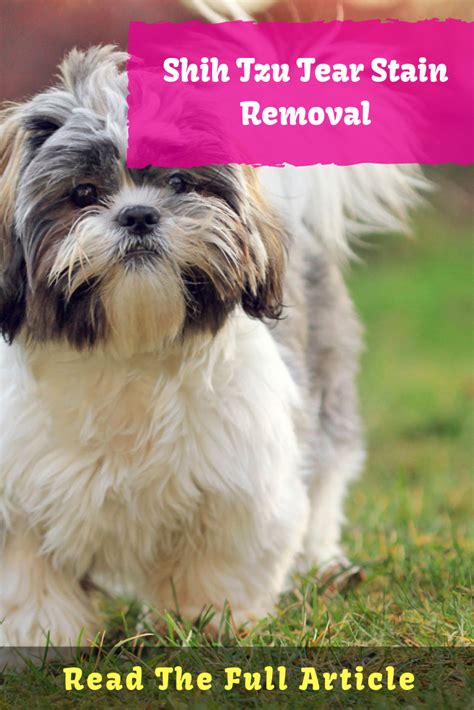 Shih Tzu Tear Stain Removal Complete Guide Tear Stain Removal Shih