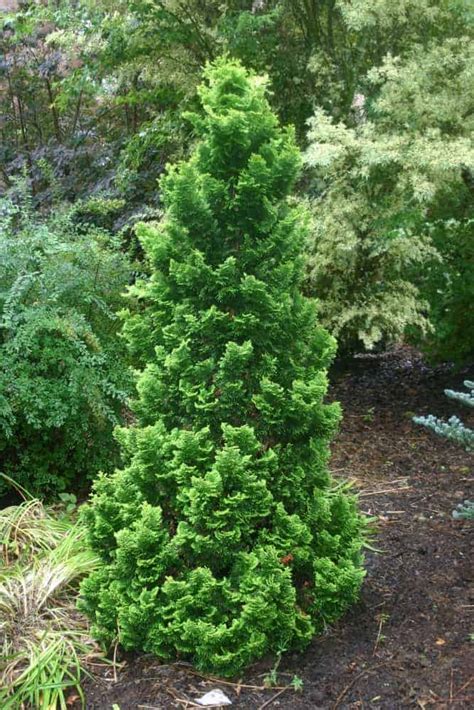 Chamaecyparis Obtusa ‘nana Dwarf Hinoki Cypress Or False Cypress 4