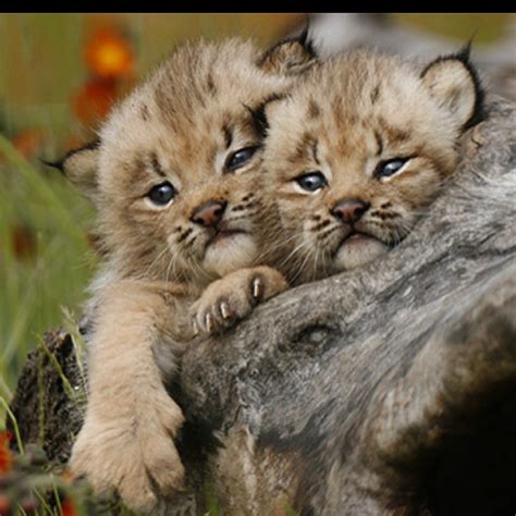 78 Images About Lynx On Pinterest Kittens Pirates And The Wild