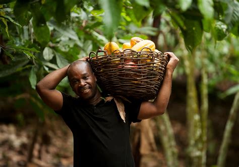 Ask Us What We Want Or Risk Losing A Generation Of Growers Cocoa Farmer