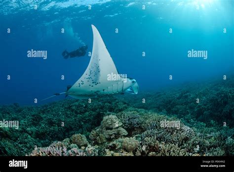 A Reef Manta Ray Manta Alfredi Cruises Over The Shallows Off