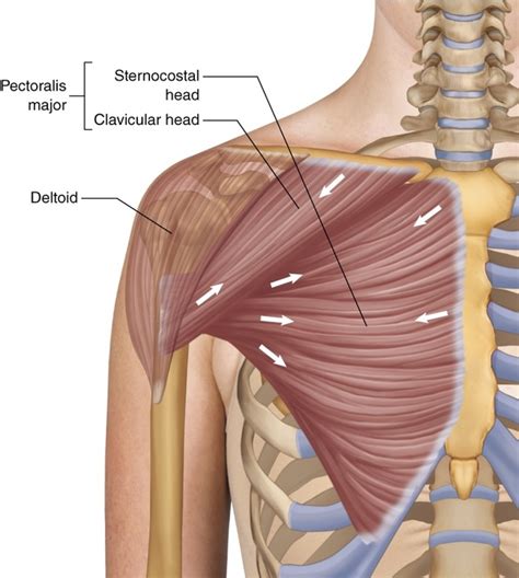 What Is The Difference Between A Pectoralis Major And A Pectoralis My