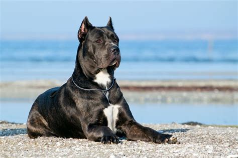 Foto cane corso, cane corso cuccioli, cuccioli di cane corso, regalo cuccioli cane corso, cane corso cuccioli subito. Cane Corso - Obediência, proteção e carinho de sobra | Petz