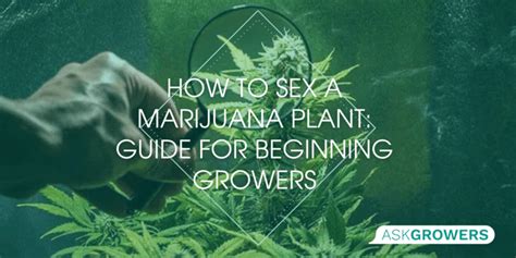How To Sex A Pot Plant Female And Male Cannabis Plants Askgrowers