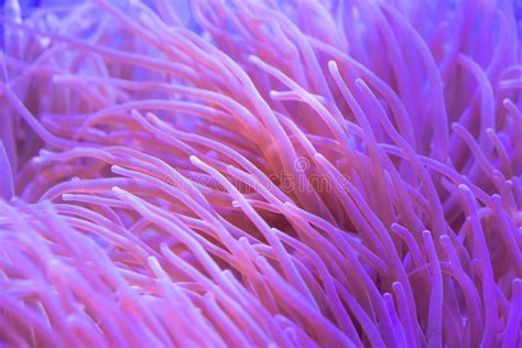 Beautiful Sea Flower In Underwater World With Corals And Fish Stock