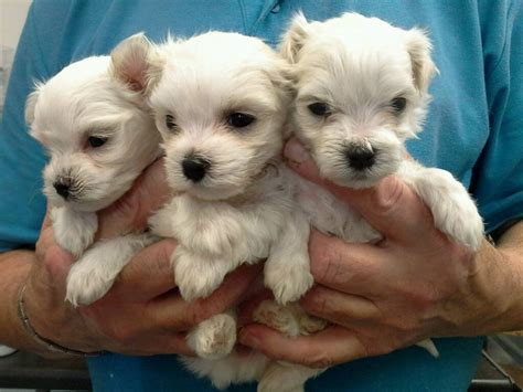 Maltese Pups 8 Weeks Old In Sydenham Belfast Gumtree