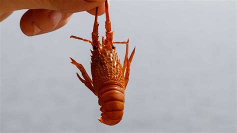 Lobster Farming A Step Closer Thanks To Tasmanian Research Team Abc News