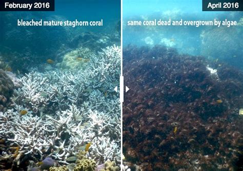 Heres Why The Great Barrier Reef Is Not Dead But Is In Danger