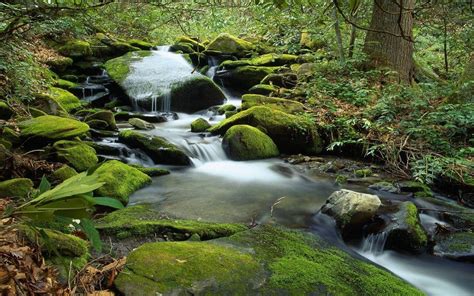 Forest Waterfall Wallpapers Wallpaper Cave