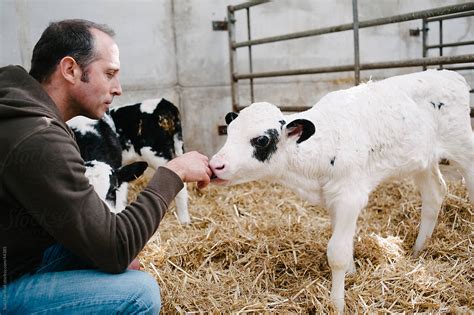 Holstein Belgian Blue Cross Calf Licks A Mans Hand In A Barn Del Colaborador De Stocksy Suzi
