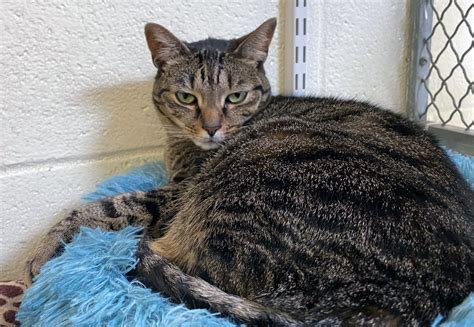 Waggin' Wednesday: Sable Could Be Your Purr-Fect Match! - CapeCod.com