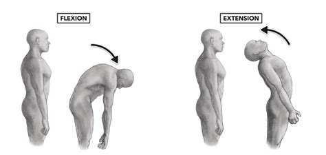 Crossfit Movement About Joints Part 8 The Vertebral Column