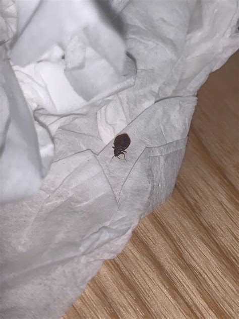 Freaking Out Found This Crawling On My Bed Today And It Really Looks