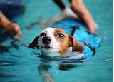 Pictures of Underwater Treadmill For Dogs For Sale Used
