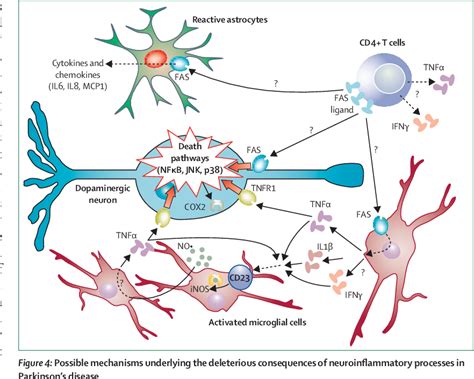 Figure 4 From Neuroinflammation In Parkinsons Disease A Target For