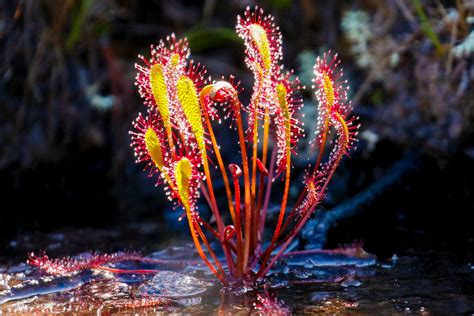 Great Sundew Photo Johndreynolds Your Connection To Wildlife