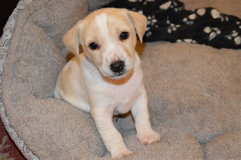 You should be exercising your jack russell puppy regularly once they are fully vaccinated, consult your vet regarding this if you already haven't. Jack Russell puppies for sale, 3 boys. | Enfield, Middlesex | Pets4Homes
