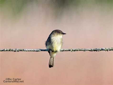 Eastern Phoebe, Beaufort County NC USA, October 2023, Sony a7rv, 200