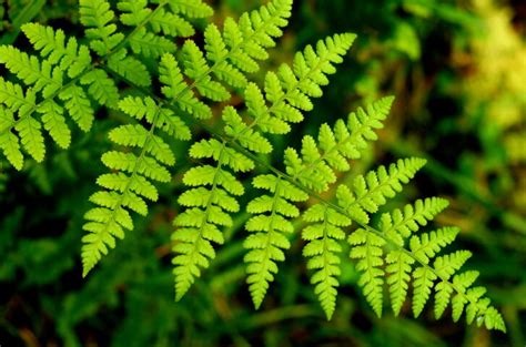 El jardín de los helechos se ubica en el corazón de un paraje natural privilegiado, bajo la sombra de un sinfín de árboles, arbustos y plantas de diferentes especies, un auténtico jardín botánico que sorprende desde la entrada. Ideas para lograr el crecimiento saludable de los helechos ...