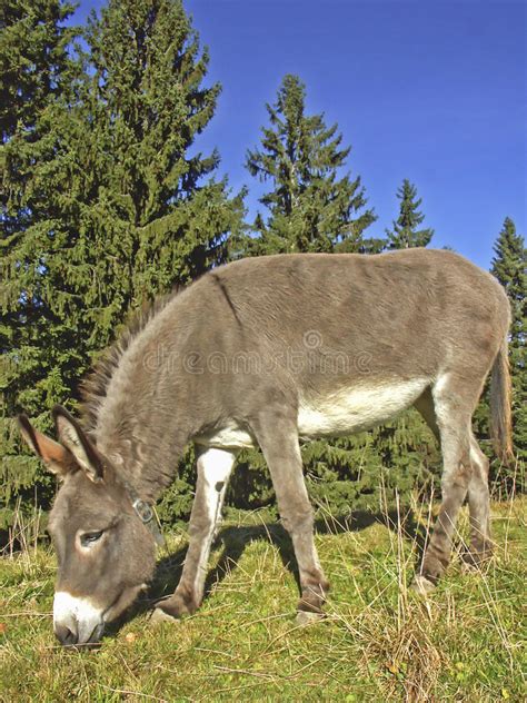 Donkey Meadow Upper Bavaria Stock Photos Free And Royalty Free Stock